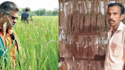 ‘Grain’ revolution: How lost varieties of rice are coming back | India News