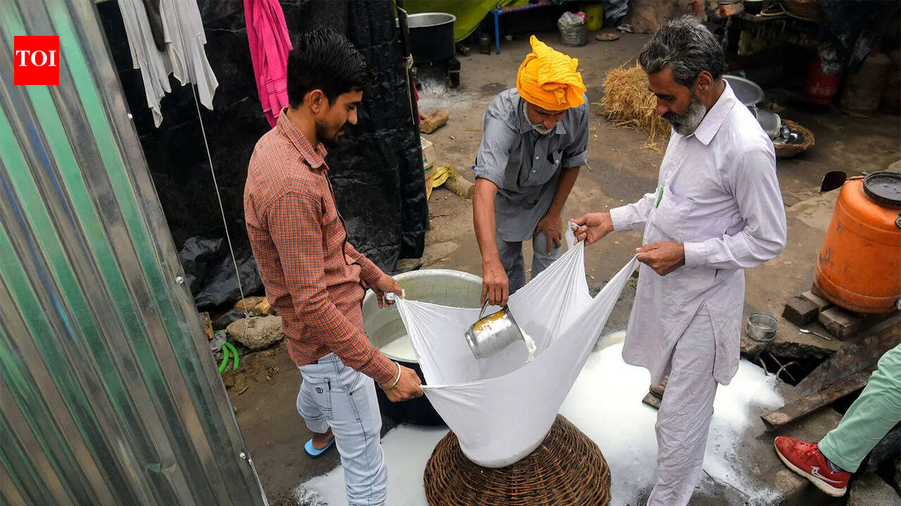 300 kg paneer seized and destroyed in Noida just days before Raksha Bandhan: Here’s what happened