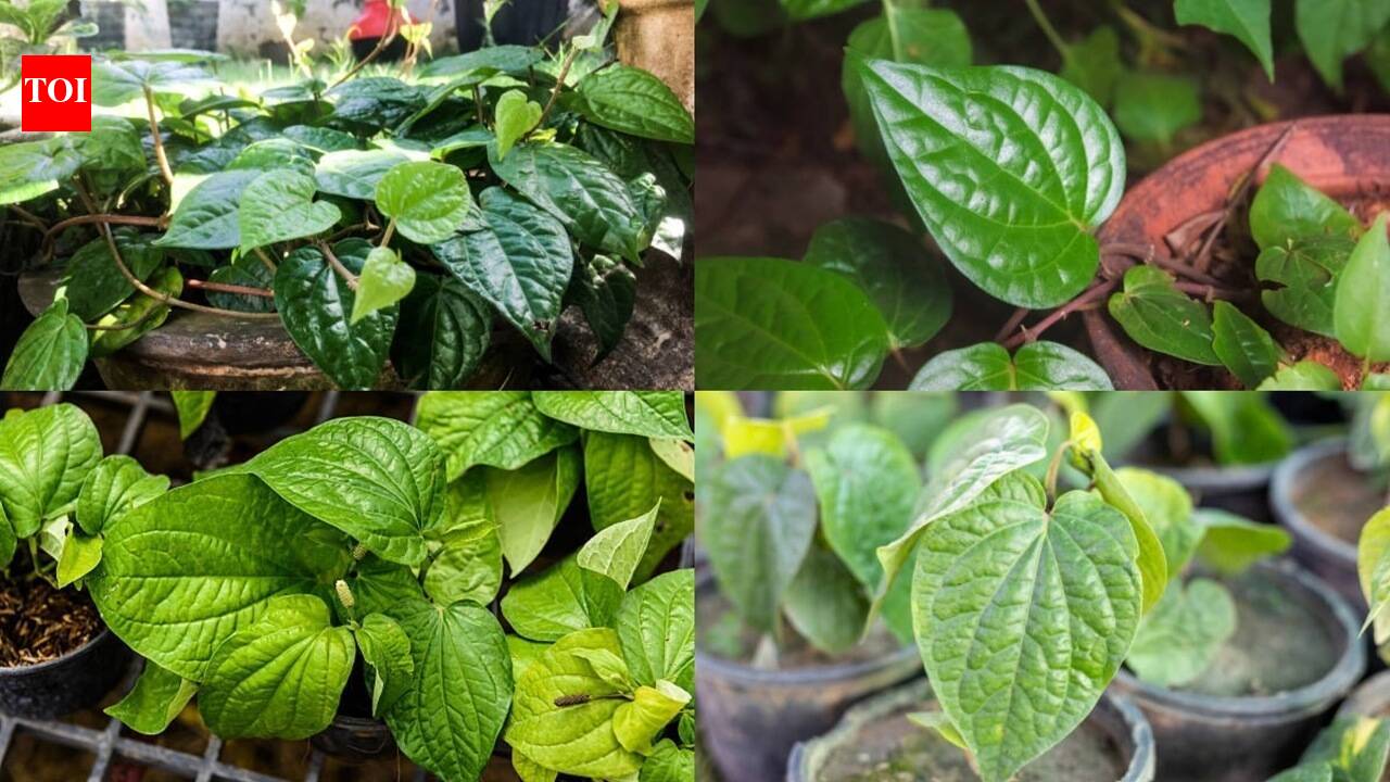 How to grow betel leaf in pots at home: A simple step-by-step guide for beginners