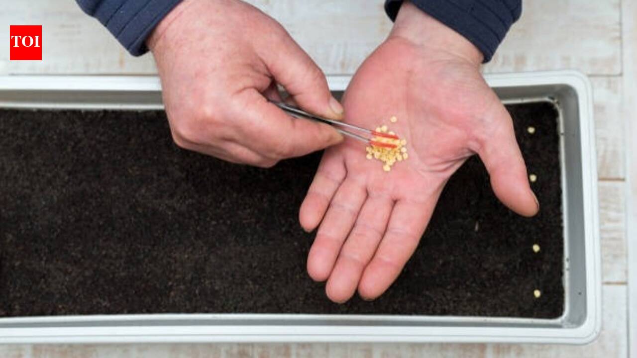 How to buy the right seeds for your balcony garden