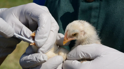 In 2022, bird flu caused an entire Sandwich tern colony in England to be abandoned; four breeding seasons later, the birds have returned in record numbers, creating one of the country’s largest colonies