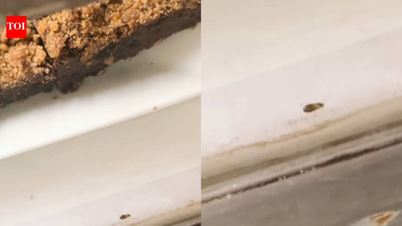 Shocker! Cockroach spotted inside Delhi’s Big Chill Cakery dessert display, sparks online outrage