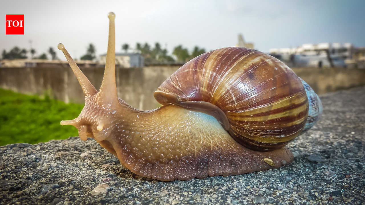 Invasive Species India: In the 1840s, this African snail reached India decades ago and now appears in gardens and farms across the country