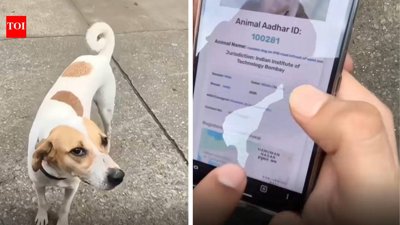 IIT Bombay gives stray dogs QR IDs; internet says ‘Dogesh Bhai is a citizen’