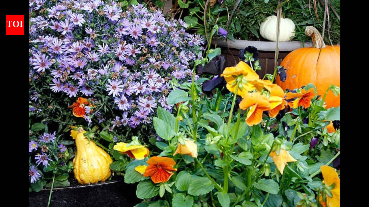 Easy ways to give your garden planters a beautiful fall glow-up: Simple ideas to refresh your outdoor space