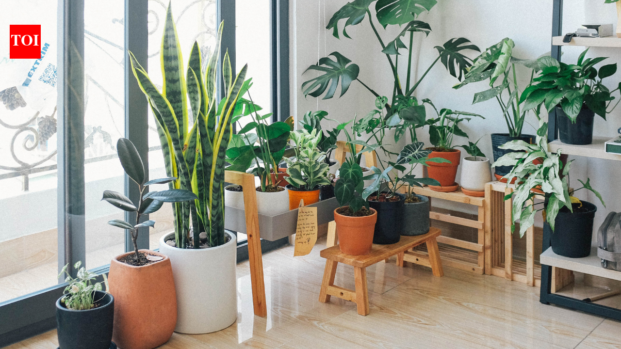 Diy Entryway Decor Ideas: 5 budget-friendly DIY entryway decor ideas using just plants and decorative pots that instantly upgrade the home