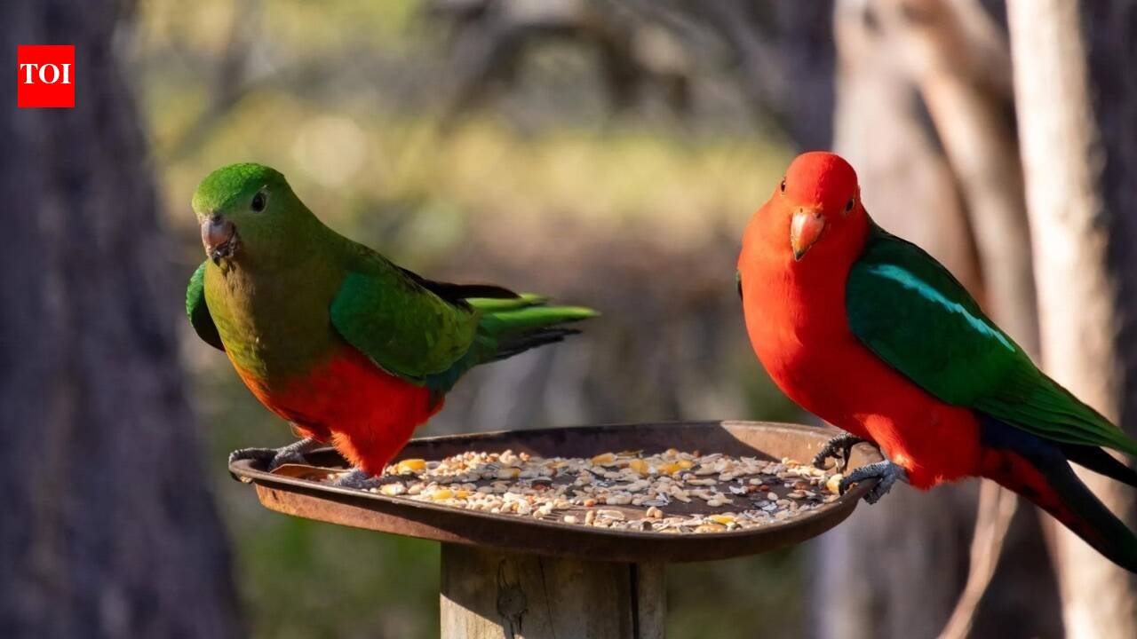 H5N1 Bird Flu: Could your backyard bird feeder be helping spread deadly bird flu? Here’s why experts are warning against feeding wild birds during the H5N1 outbreak
