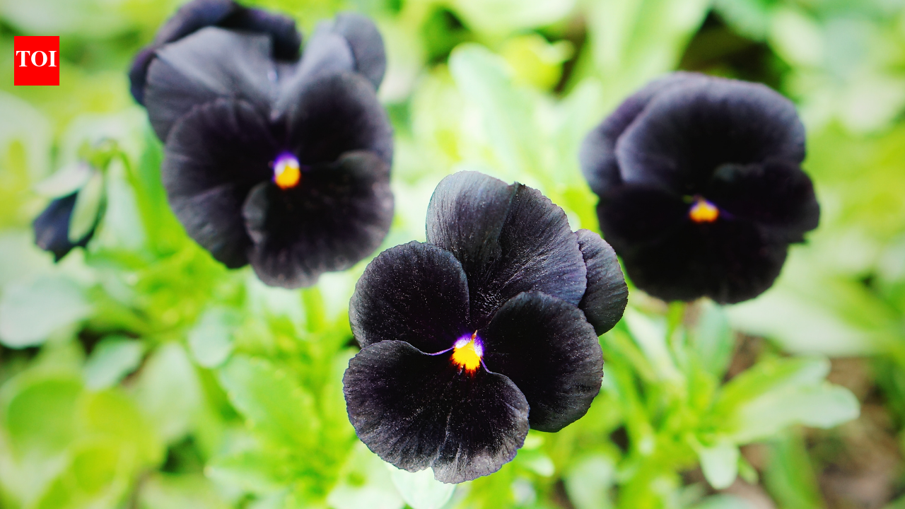 Black Flowers: Black hollyhock to Black Baccara: 5 black flowers that you may have never heard of