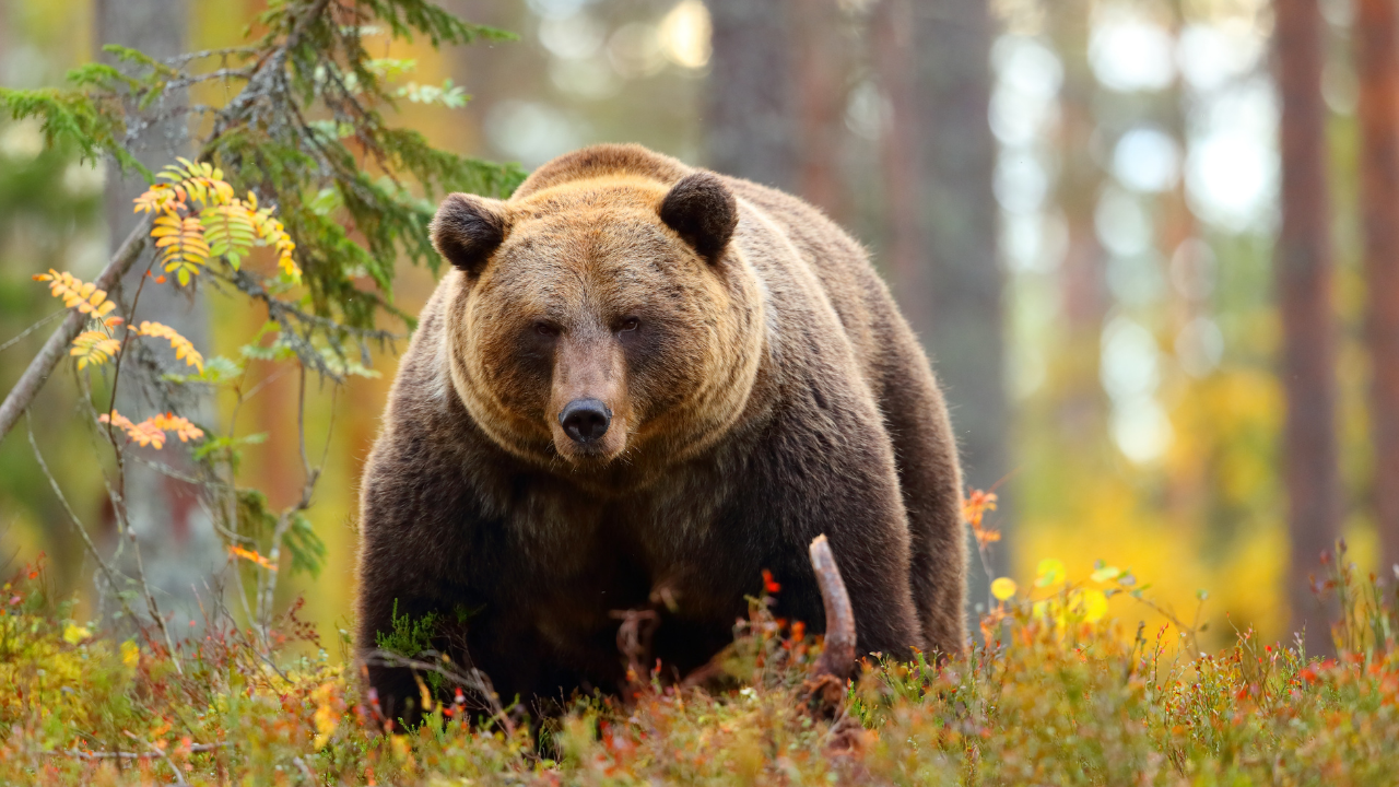 Hungry bears are entering homes, shops and neighbourhoods across the US; here’s what is driving the alarming trend