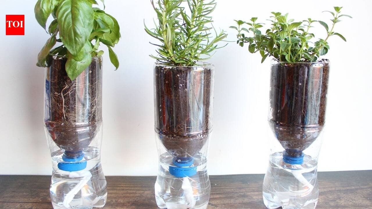 Don’t throw away your empty plastic bottles: turn one into a simple self-watering planter at home and keep your plants hydrated with this easy DIY trick