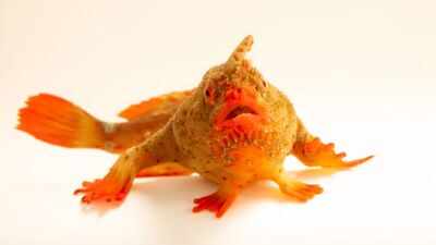 Photo Ark: Meet the red handfish, the critically endangered 'walking' fish that became Photo Ark's 18,000th species