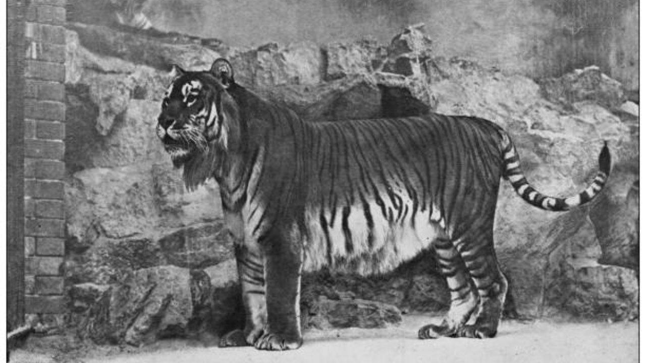 Kazakhstan's Caspian tiger was declared extinct due to hunting by the military and prey reduction, now the country has released its first tiger in the wild after 70 years