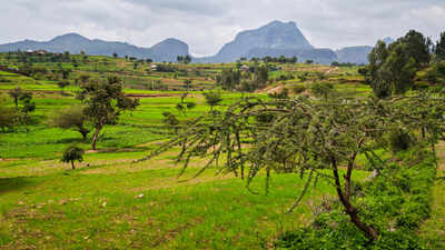 Around 150 BCE, Aksum rose along Red Sea trade routes; researchers say surviving Tigray grapevines may preserve part of that ancient agricultural legacy