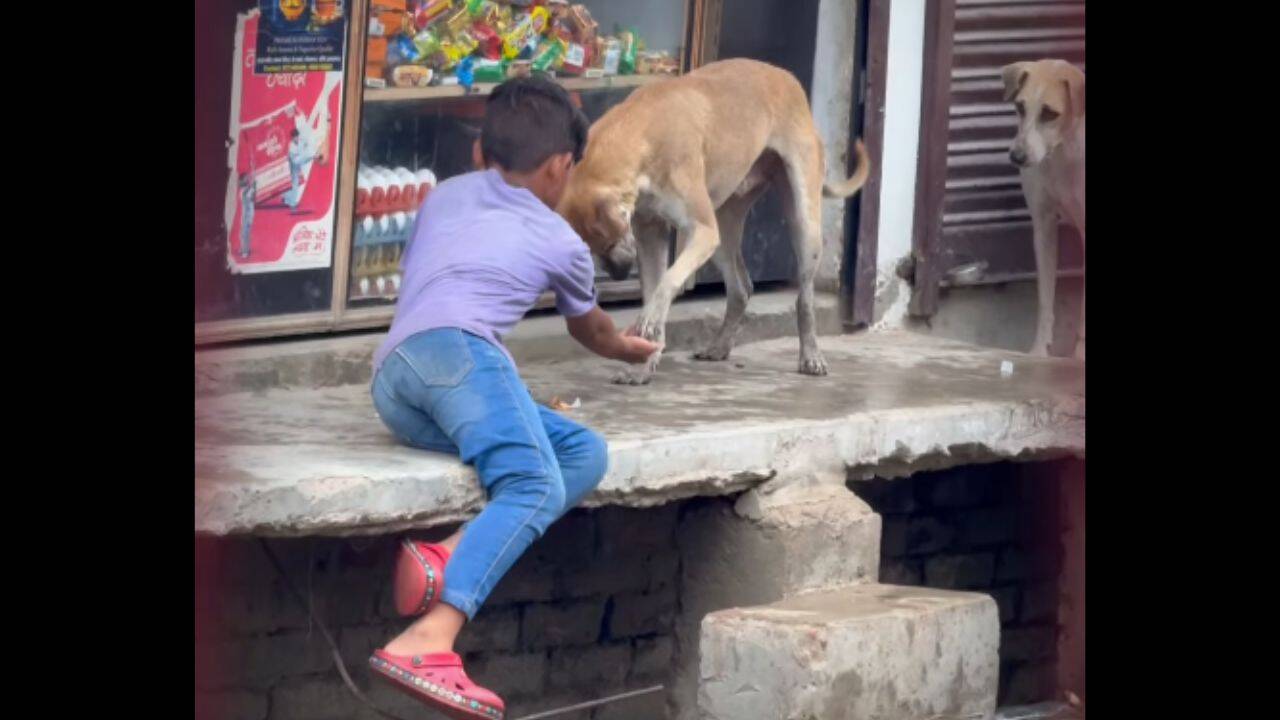 While the world sleeps, this little boy wakes at 6 AM to feed stray dogs: His daily ritual of love, kindness and compassion is melting hearts across the internet