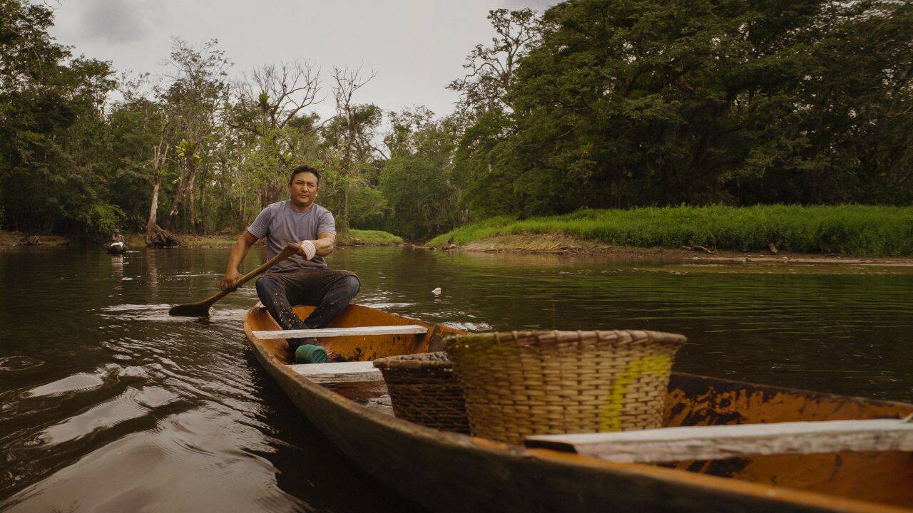 Meet the strange Amazon fish that ‘climb’ trees during flood season in search of fruit, seeds and survival and why seeing it is one of the world's greatest wildlife experiences |
