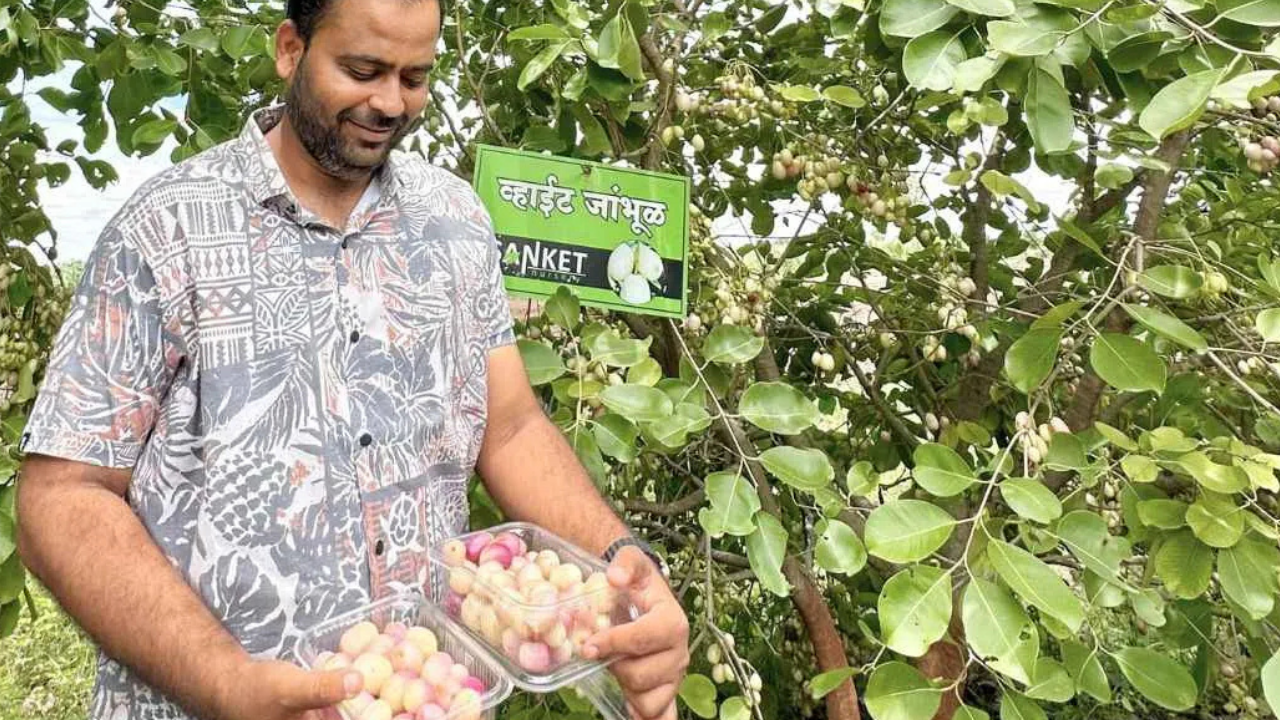 Apples in 44°C heat? This engineer quit his corporate job to grow them in Maharashtra
