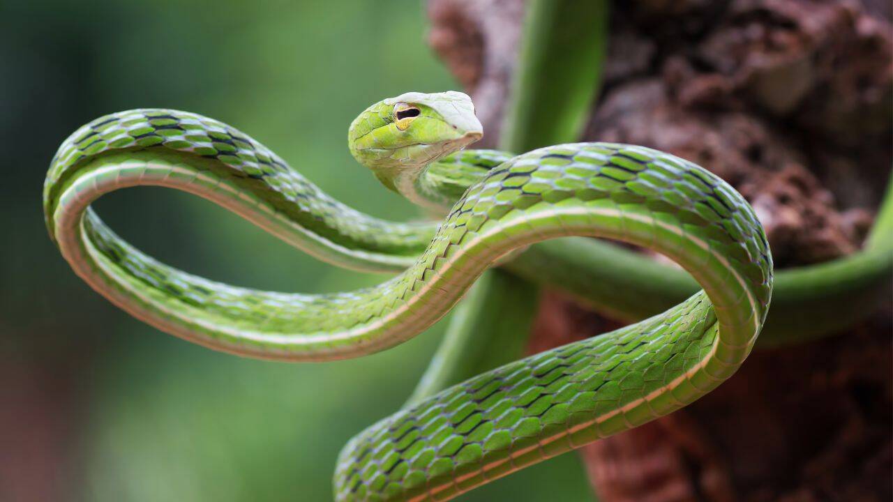 A 38-year-old tourist dies after being bitten by a snake at Amboli Waterfall; What travellers must know before visiting Maharashtra’s monsoon hotspot |