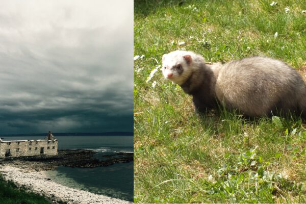 In the 1980s, ferrets were released on Northern Ireland’s Rathlin Island to control rabbits; decades later, they threatened seabirds at a colony of more than 250,000 birds