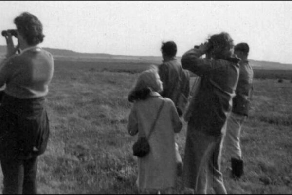 In 1924, British photographer Emma Turner moved into a hut on a 1,200-acre island; over two breeding seasons, its tern colonies topped 1,000 nests