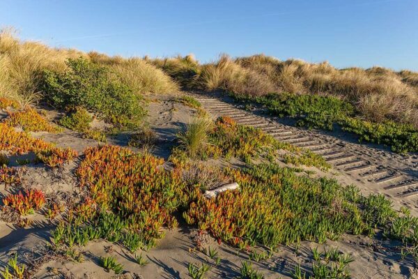 California brought in ice plant in the early 1900s to hold soil in place; it now spreads 3 feet a year, smothering natives and reshaping coastal dunes | World News
