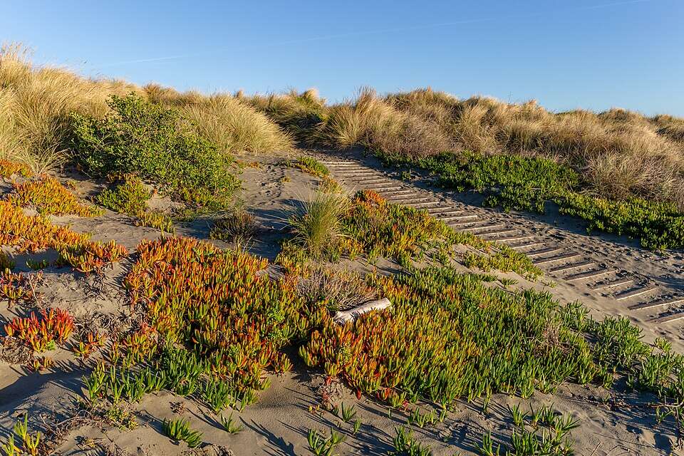 California brought in ice plant in the early 1900s to hold soil in place; it now spreads 3 feet a year, smothering natives and reshaping coastal dunes | World News