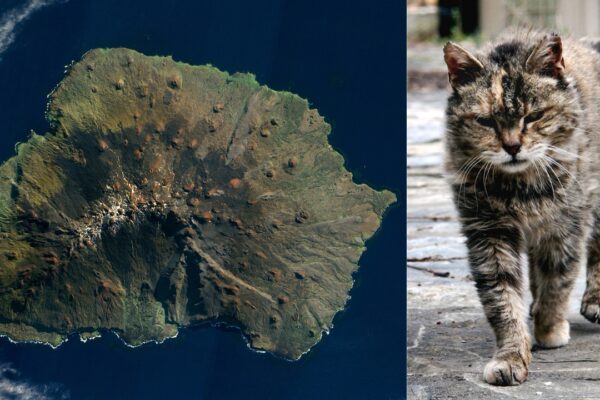 In 1949, five domestic cats were brought to Marion Island to control mice; their population grew to about 2,000 and was estimated to kill 450,000 seabirds a year