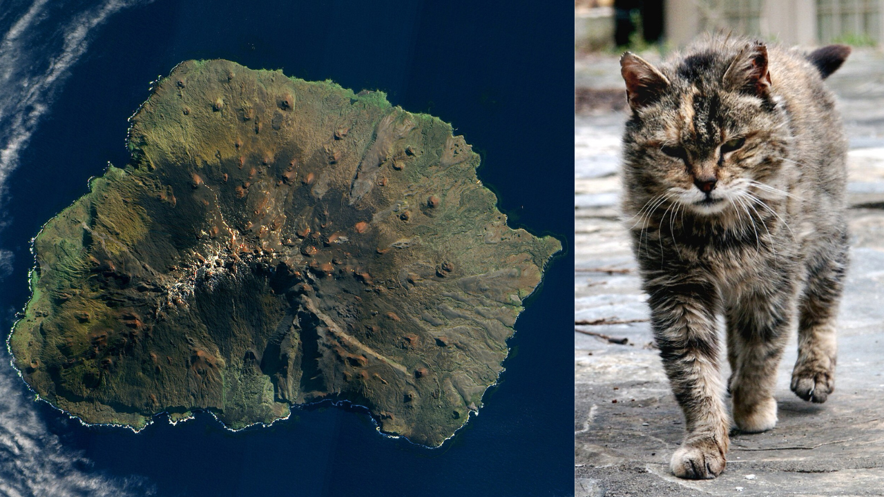 In 1949, five domestic cats were brought to Marion Island to control mice; their population grew to about 2,000 and was estimated to kill 450,000 seabirds a year
