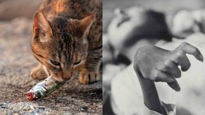 Cats went mad, birds fell from the sky, and a disease caused by poisoned seafood devastated an entire Japanese coastal community | World News