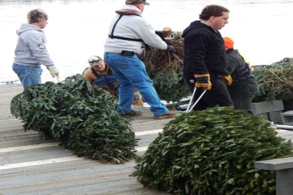 Every January, California collects discarded christmas trees and sinks them in lakes; their branches become underwater nurseries for young fish |