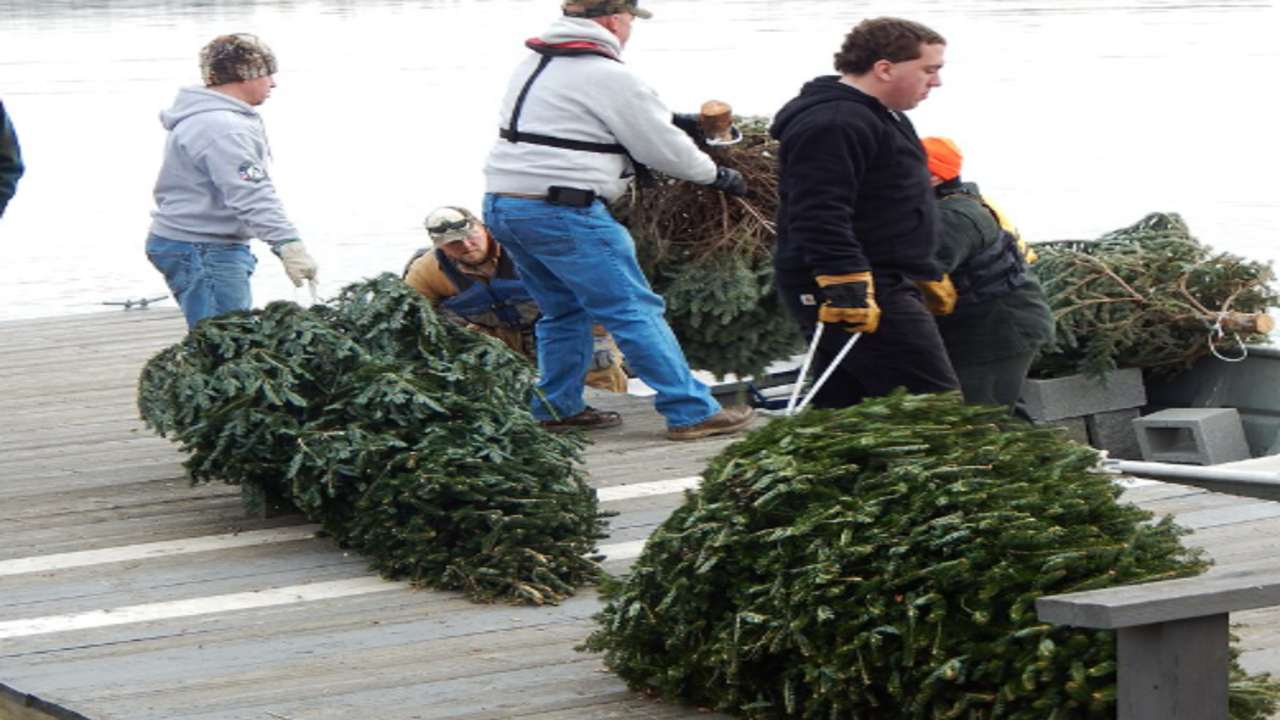 Every January, California collects discarded christmas trees and sinks them in lakes; their branches become underwater nurseries for young fish |
