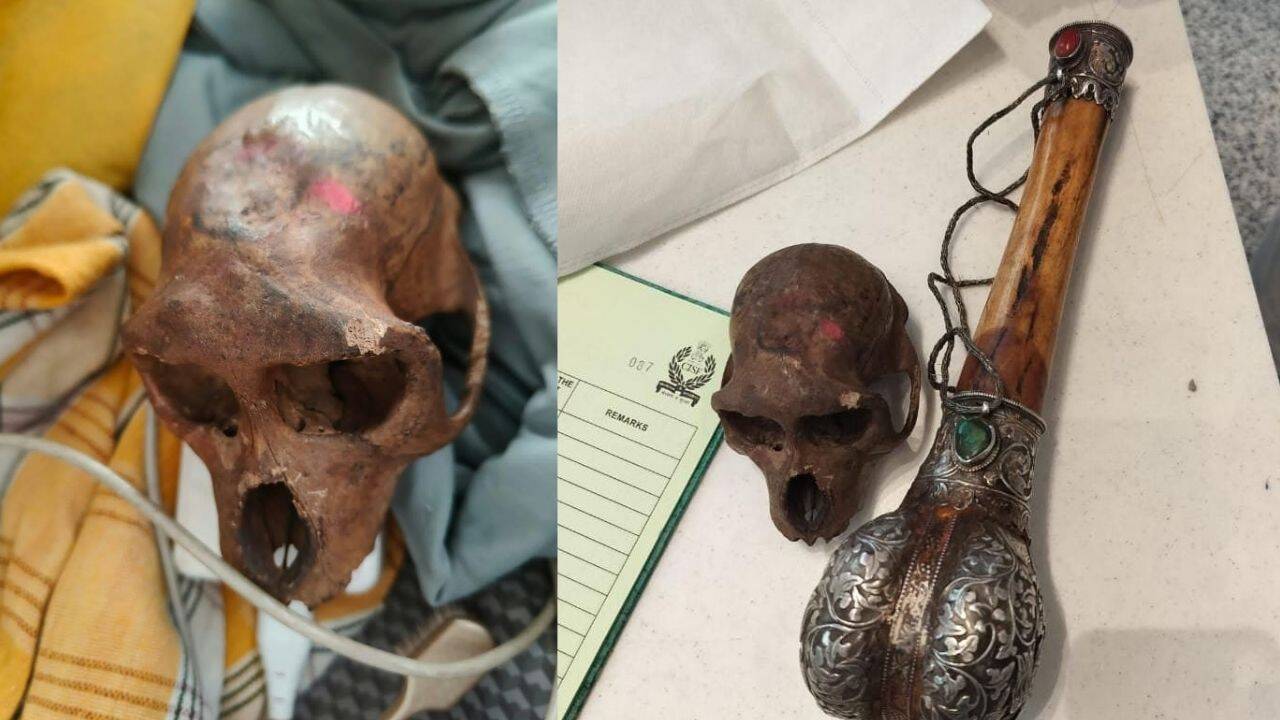 Passenger carrying ‘Monkey Skull’ in bag detained at Delhi airport by CISF; wildlife case now under investigation