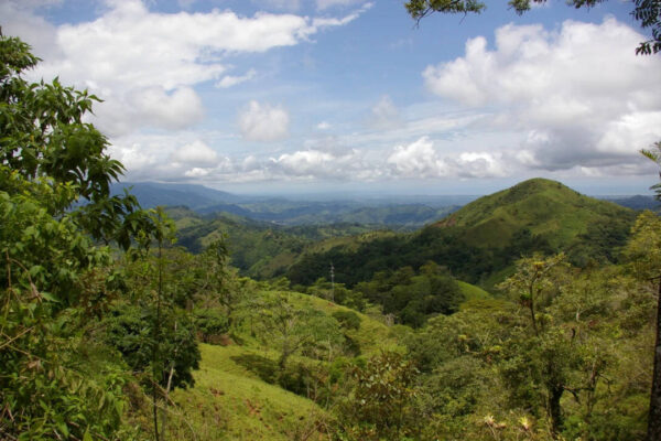 In 2018, scientists dumped 30 truckloads of coffee pulp on degraded Costa Rican pasture; two years later, it had 80% tree canopy instead of 20% | World News