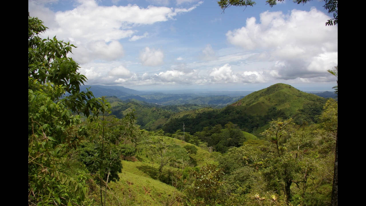 In 2018, scientists dumped 30 truckloads of coffee pulp on degraded Costa Rican pasture; two years later, it had 80% tree canopy instead of 20% | World News