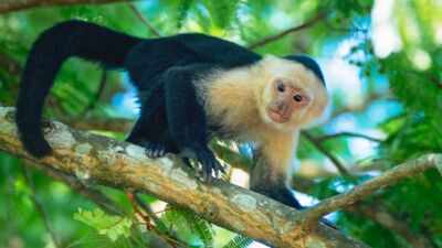 Costa Rica scientists placed an AI touchscreen in a wild forest; 16 capuchin monkeys used it for banana rewards and some learned to kiss the screen