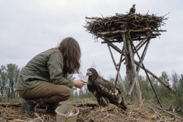 In 1976, a 26-year-old biologist camped alone beneath a 35-foot artificial eagle nest: One chick she raised went on to father around 70 more