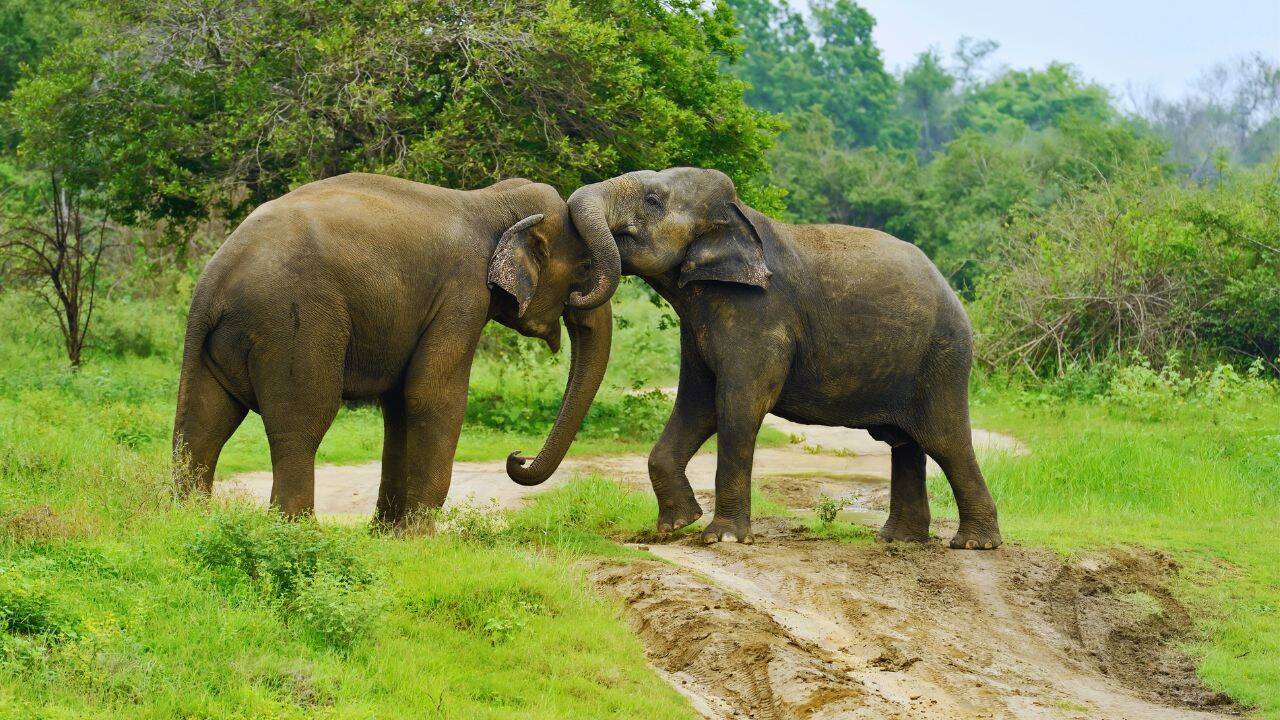 Assam proposes to reduce Kaziranga National Park’s Eco-Sensitive Zone (ESZ) from 10 km to 1 km; what does this mean for its elephants, rhinos and other wildlife