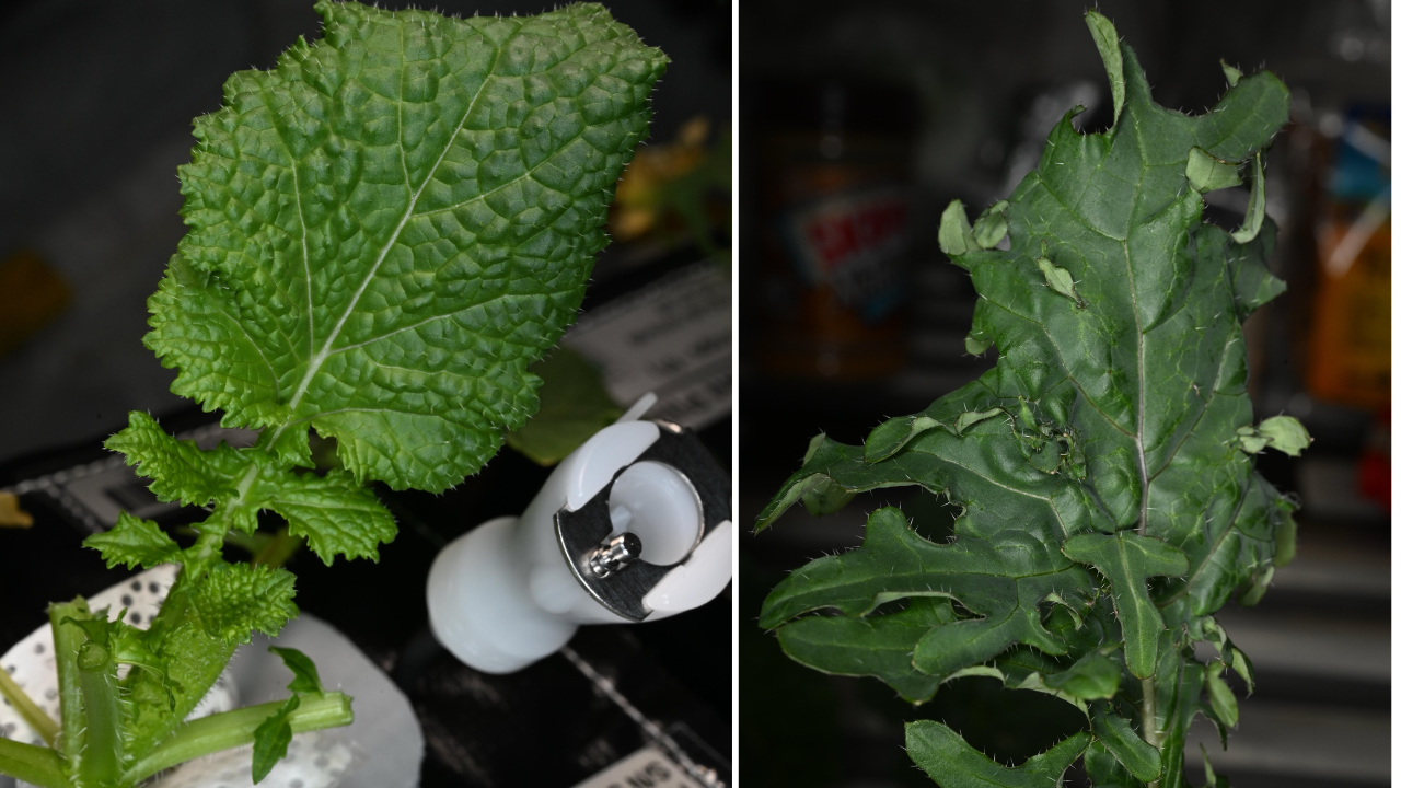 Growing Food In Space: ‘Smells like Earth’: Indian-origin astronaut Anil Menon harvests vegetables in space, cooks with fellow astronaut Jessica Meir