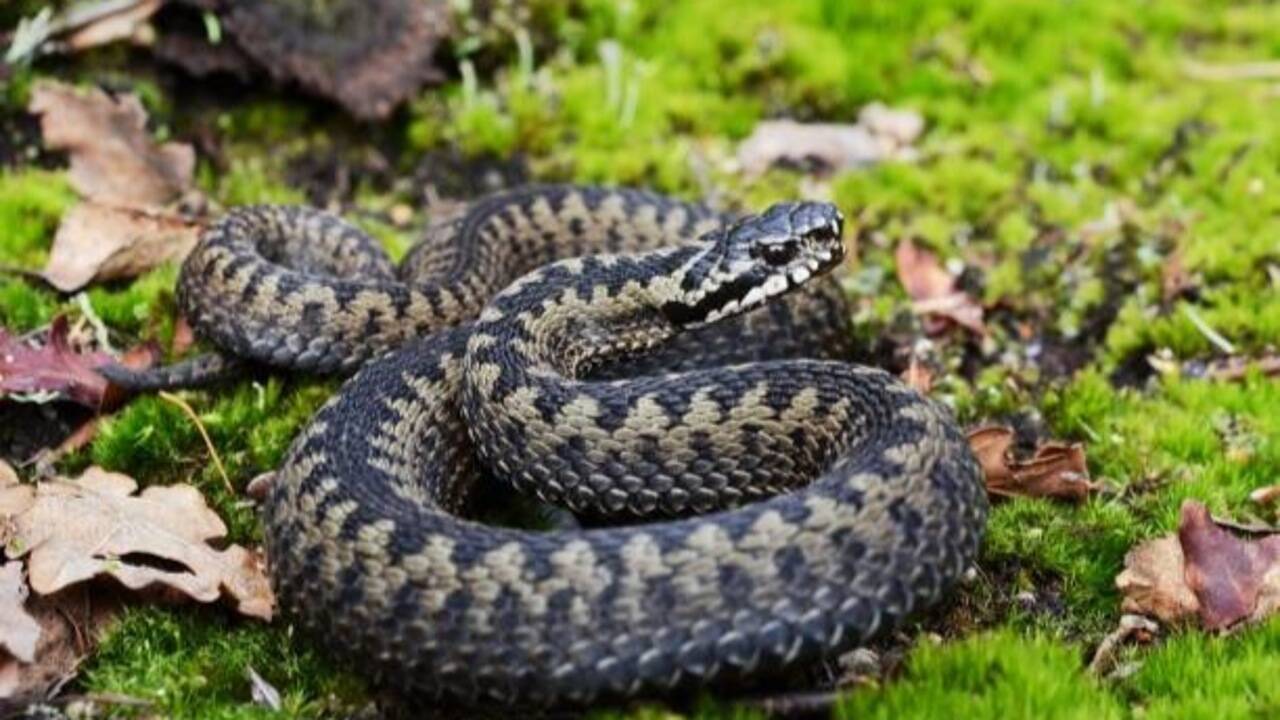 Adder Snake: How to identify the European Adder snake: Key features explained