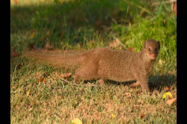 Puerto Rico introduced small Indian mongooses to control rats in sugarcane fields; today, they are the island’s main wildlife reservoir for rabies