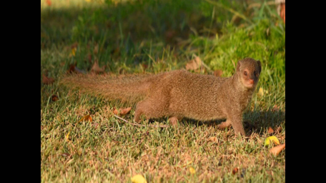 Puerto Rico introduced small Indian mongooses to control rats in sugarcane fields; today, they are the island’s main wildlife reservoir for rabies