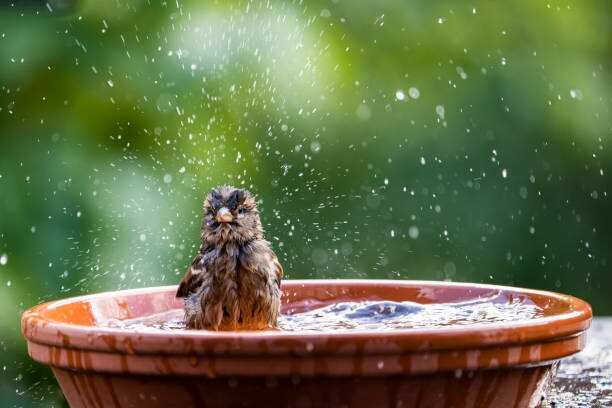 DIY garden birdbath: 5 easy ideas using old household items |