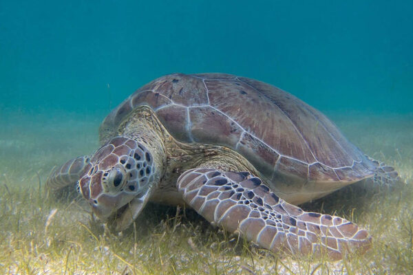 At age 5, Colin Limpus watched his family collect turtle eggs for food; he later devoted more than 50 years to protecting them | World News