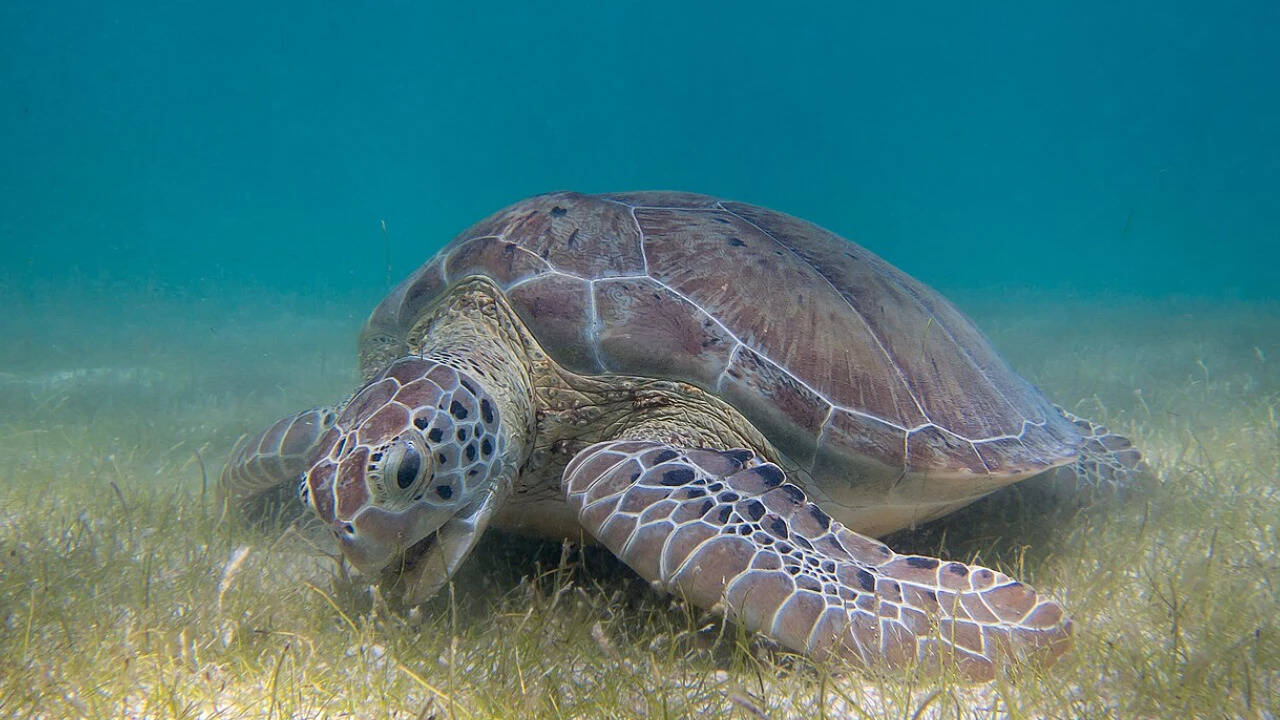 At age 5, Colin Limpus watched his family collect turtle eggs for food; he later devoted more than 50 years to protecting them | World News