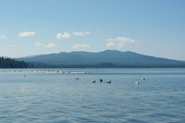 In 2006, Oregon poured rotenone into 2,824-acre Diamond Lake: an estimated 90 million invasive fish disappeared, and its collapsed trout fishery reopened |
