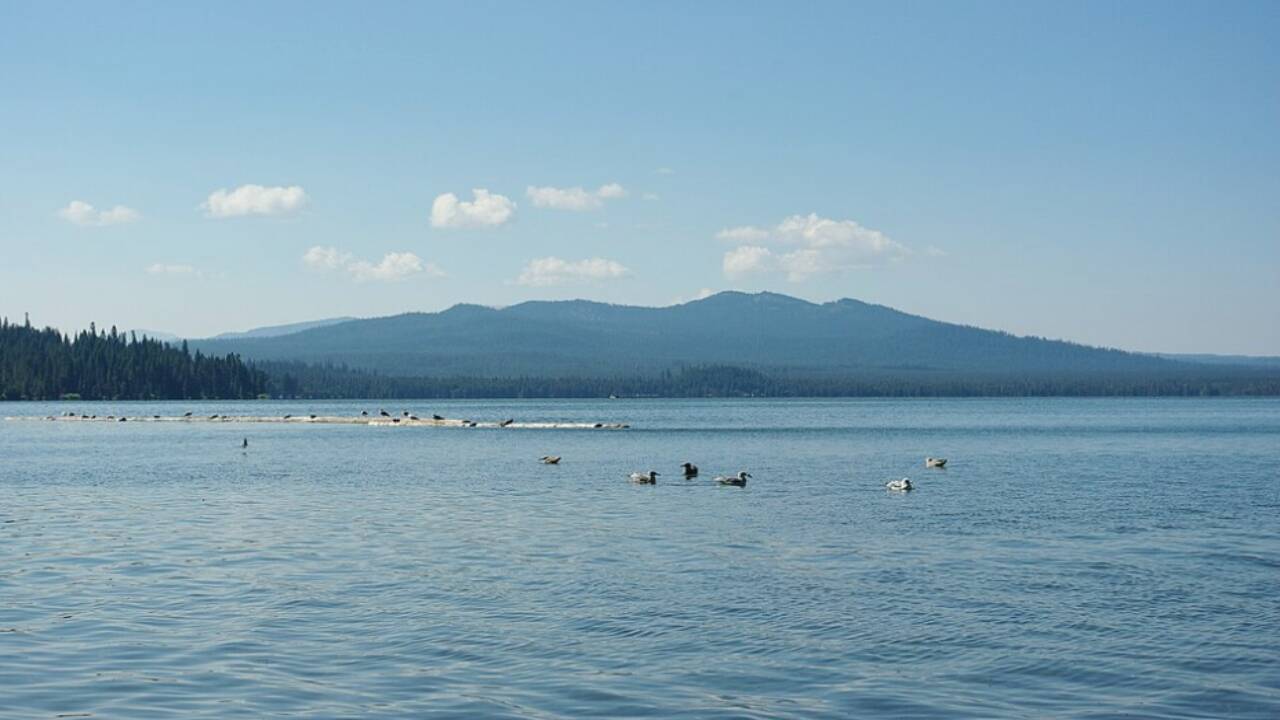 In 2006, Oregon poured rotenone into 2,824-acre Diamond Lake: an estimated 90 million invasive fish disappeared, and its collapsed trout fishery reopened |