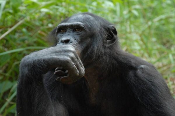In 2022, Johns Hopkins researchers discovered that bonobos and chimpanzees can remember old companions; 26 years after separation, Louise still favored her sister’s face |