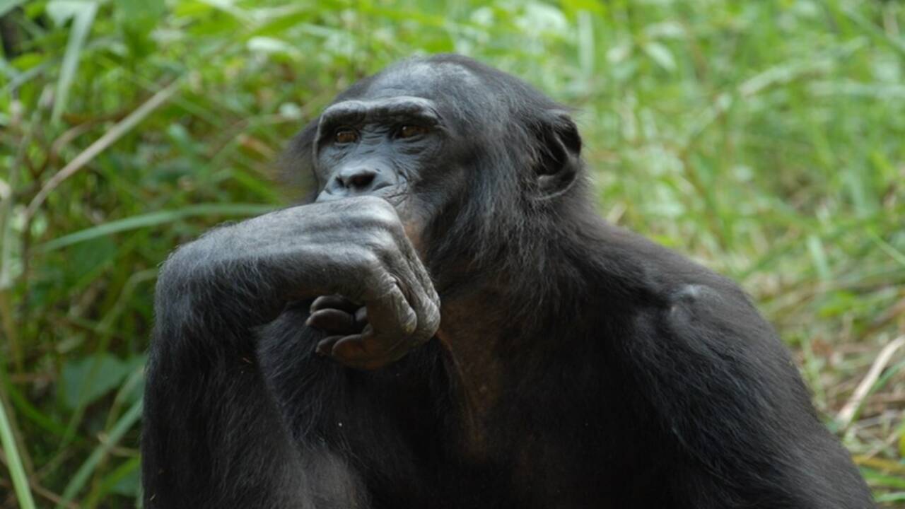 In 2022, Johns Hopkins researchers discovered that bonobos and chimpanzees can remember old companions; 26 years after separation, Louise still favored her sister’s face |