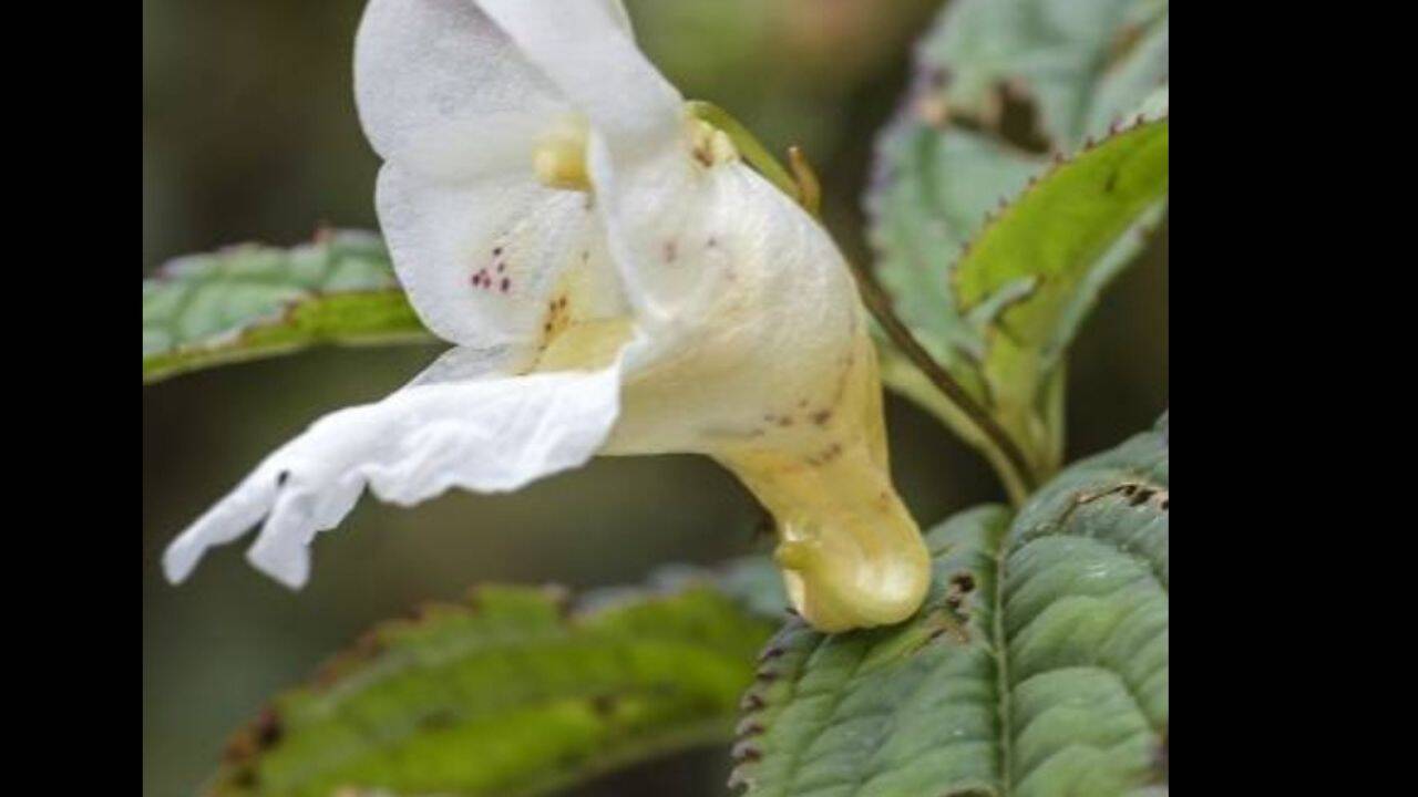 Meet the new Himalayan plant named after the legendary mountaineer Nirmal Purja: Nimsdai’s legacy blooms in the Himalayas at 2,900 metres |