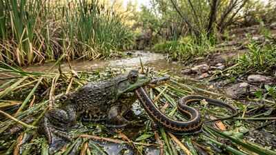 In 1920, Arizona introduced bullfrogs as a game species and food source; a century later, the invasive frogs are threatening the Northern Mexican gartersnake |