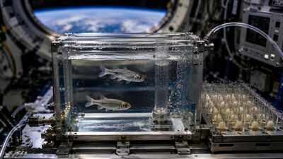 In 1973, Nasa sent two fish and 50 eggs into space; the unusual experiment helped reveal what happens to living organisms without gravity |